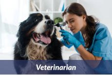 Veterinarian